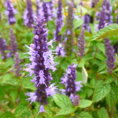 Agastache rugosa Little Adder