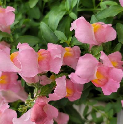 Antirrhinum majus nanum pendula Candy Showers Pink