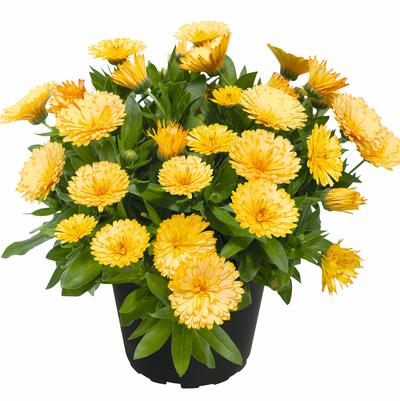 Calendula Power Daisy Buttermilk