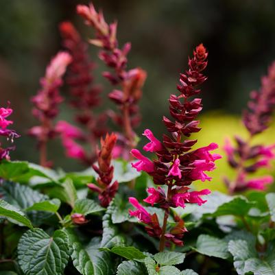 Salvia guaranitica Salgoon Lake Flamingo
