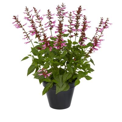 Salvia guaranitica Salgoon Lake Garda