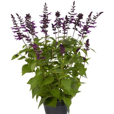 Salvia guaranitica Salgoon Lake Onega