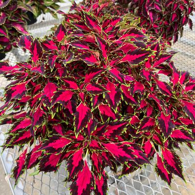 Coleus Flexi&trade; Original