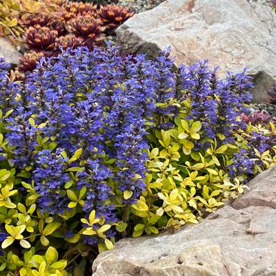 Ajuga Feathered Friends&trade; Cordial Canary