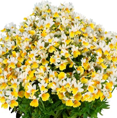 Nemesia Escential&trade; Sunberry