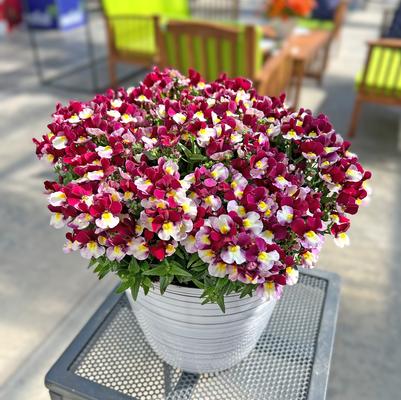 Nemesia Escential&trade; Cherryberry