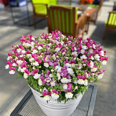 Nemesia Escential&trade; Zazzleberry