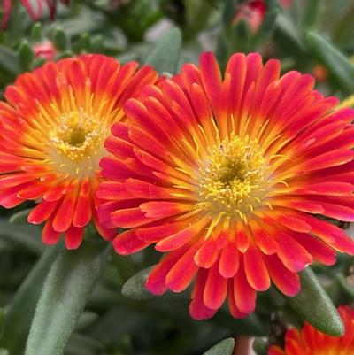 Delosperma cooperi Next Level Red