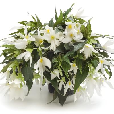 Begonia boliviensis Waterfalls&reg; Encanto White