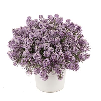 Lobularia hybrida Compact Stream Violet