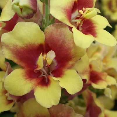 Antirrhinum majus DoubleShot Yellow Red Heart