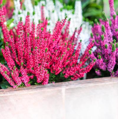 Calluna vulgaris Beauty Ladies® Red