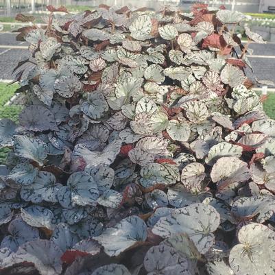 Begonia Spirit of Bali