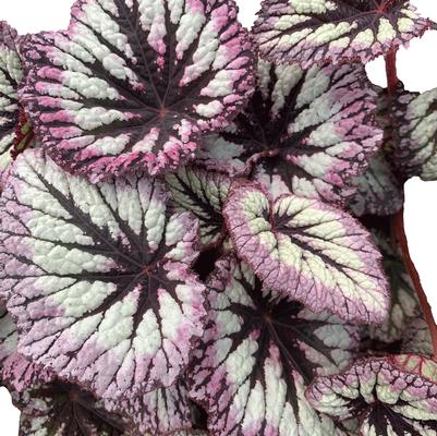 Begonia Spirit of Flores