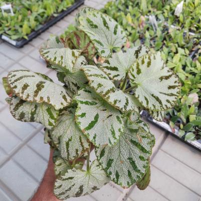 Begonia Spirit of Andaman