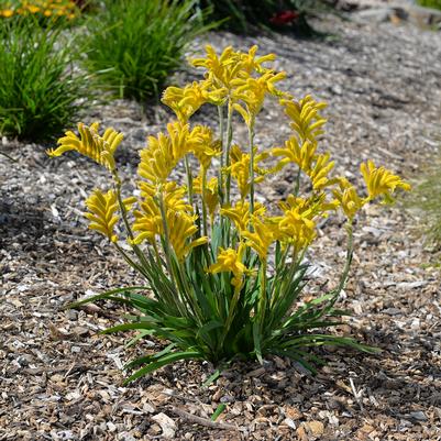 Anigozanthos Bush Gems&reg; Bush Zest