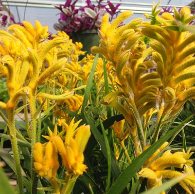 Anigozanthos Bush Gems&reg; Bush Glow