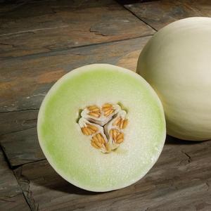 Cucumis melo 