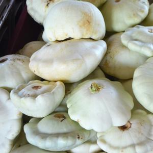 Cucurbita pepo Pattypan