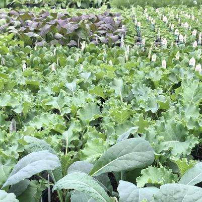 Brassica oleracea Green Curly