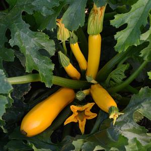 Cucurbita pepo Yellowfin