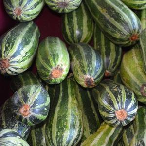 Cucurbita pepo Baby Bush