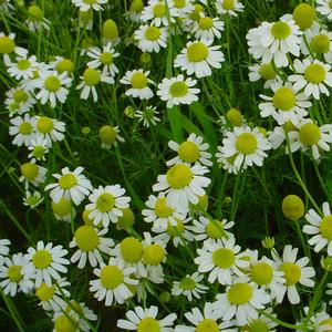 Chamaemelum nobile 