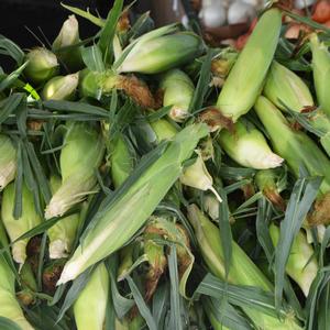 Zea mays 