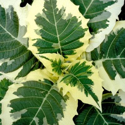 Brugmansia x cubensis Snowbank