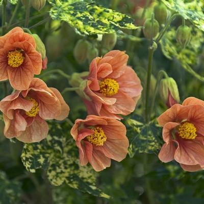 Abutilon pictum Thompsonii
