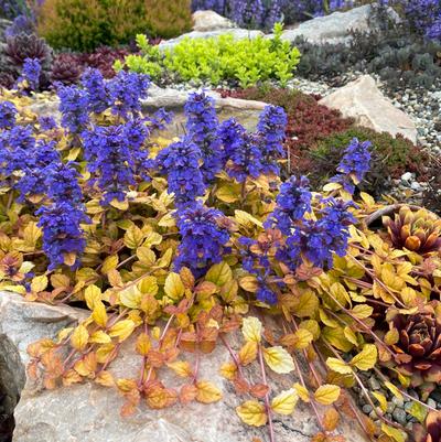 Ajuga Feathered Friends&trade; Parrot Paradise