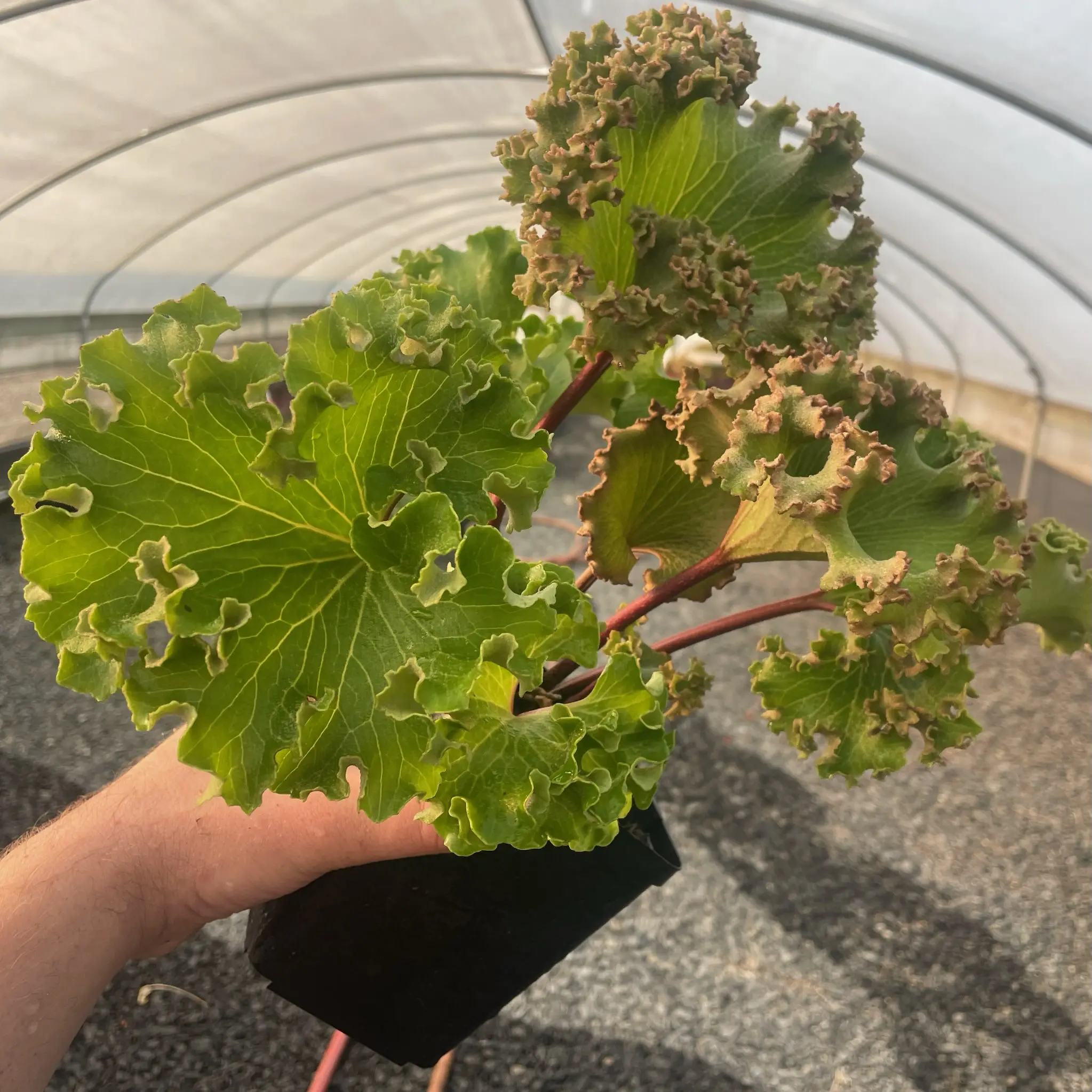 Farfugium japonicum Wavy Gravy