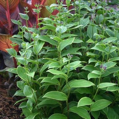 Tricyrtis formosana Gilt Edge