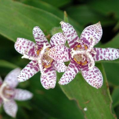 Tricyrtis hirta Miyazaki