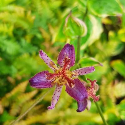Tricyrtis formosana Ninja Star