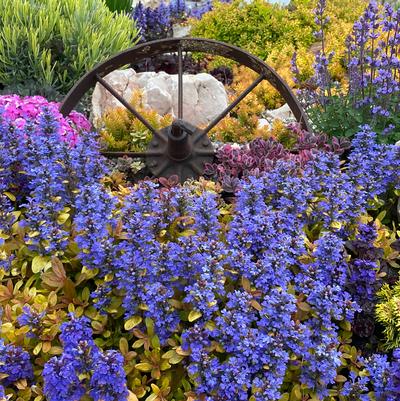 Ajuga Feathered Friends&trade; Petite Parakeet