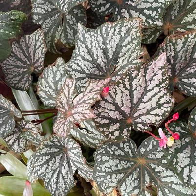 Begonia Lunar Lights&trade; Little Moon