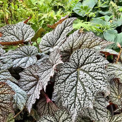 Begonia Lunar Lights&trade; Sterling Moon