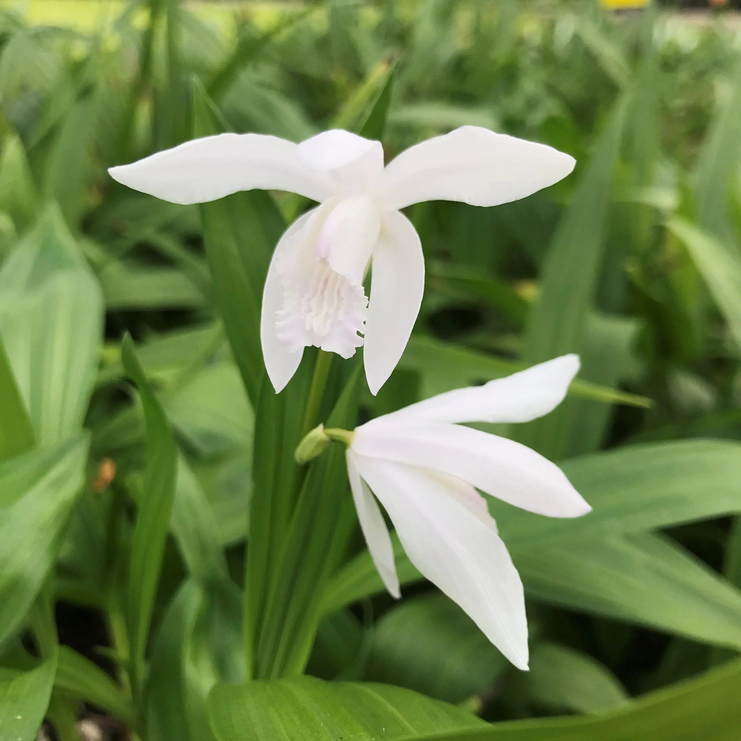 Bletilla striata Alba