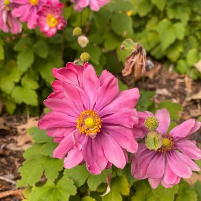 Anemone Fantasy&trade; Belle