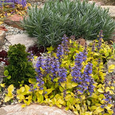 Ajuga Feathered Friends&trade; Tropical Toucan