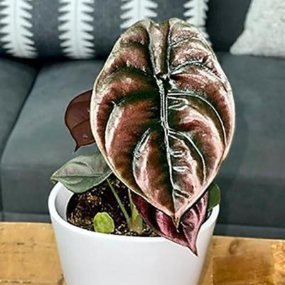 Alocasia cuprea Mythic&trade; Red Secret