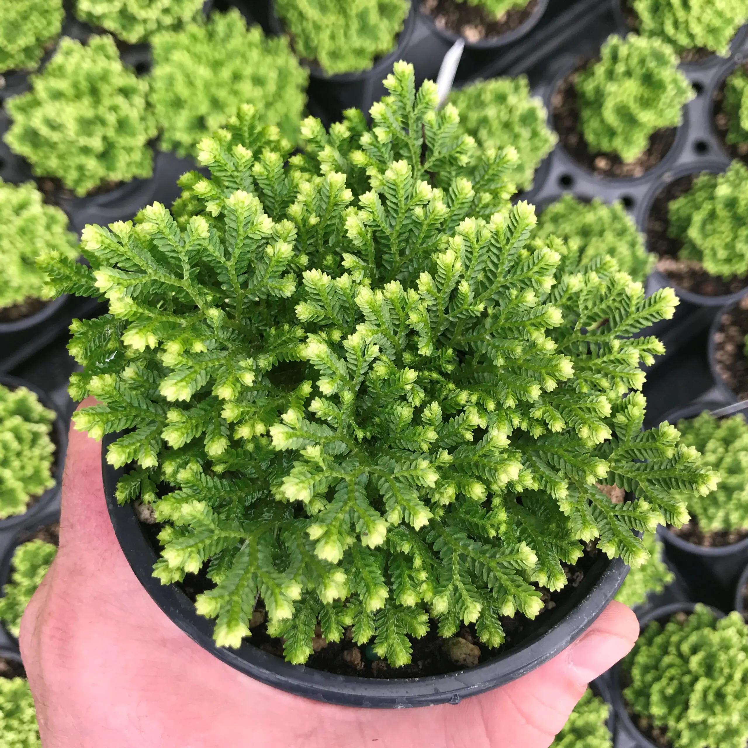 Selaginella tamariscina 