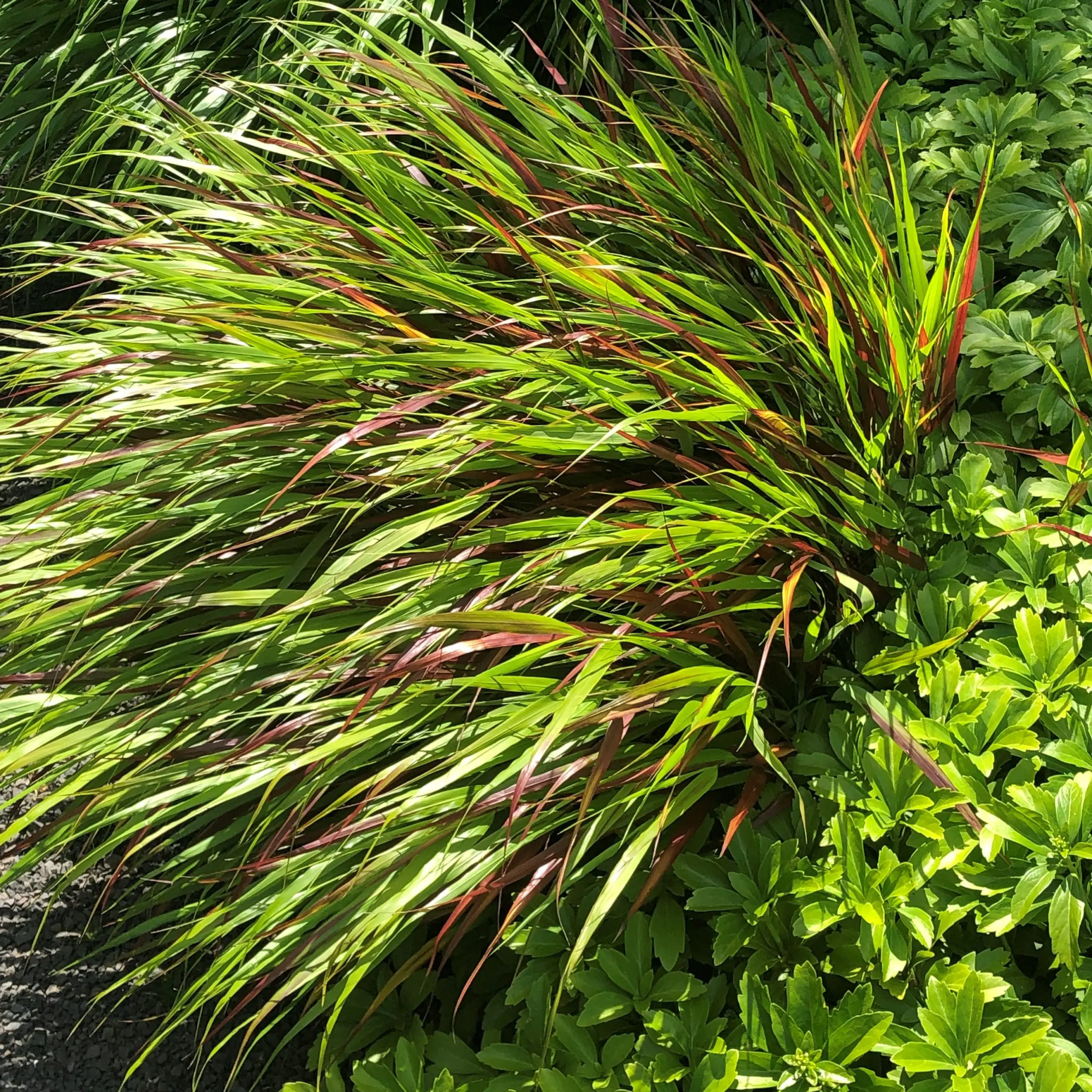 Hakonechloa macra Beni-kaze
