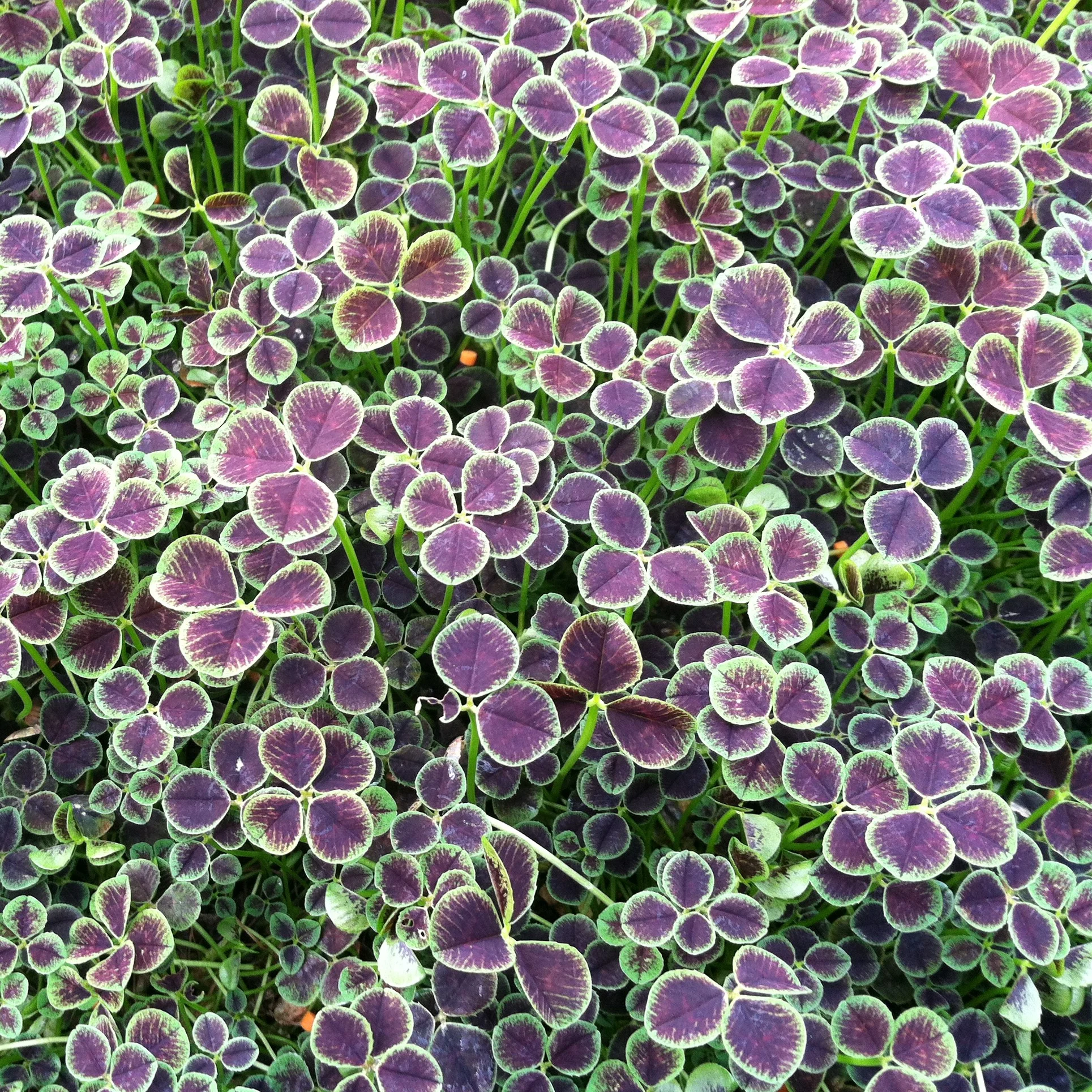 Trifolium repens Atropurpureum