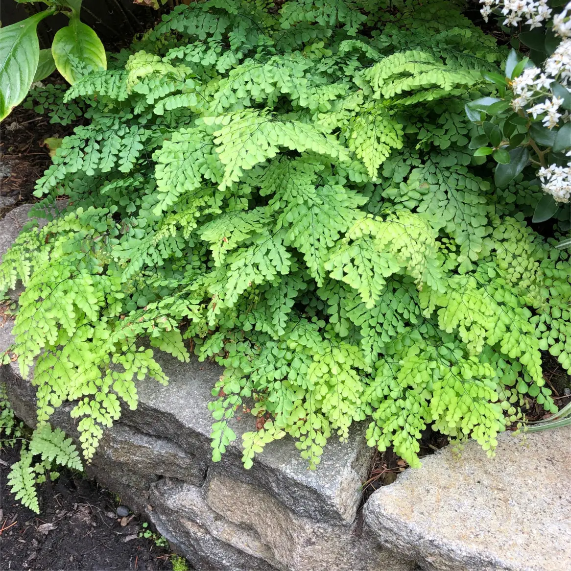 Adiantum venustum 