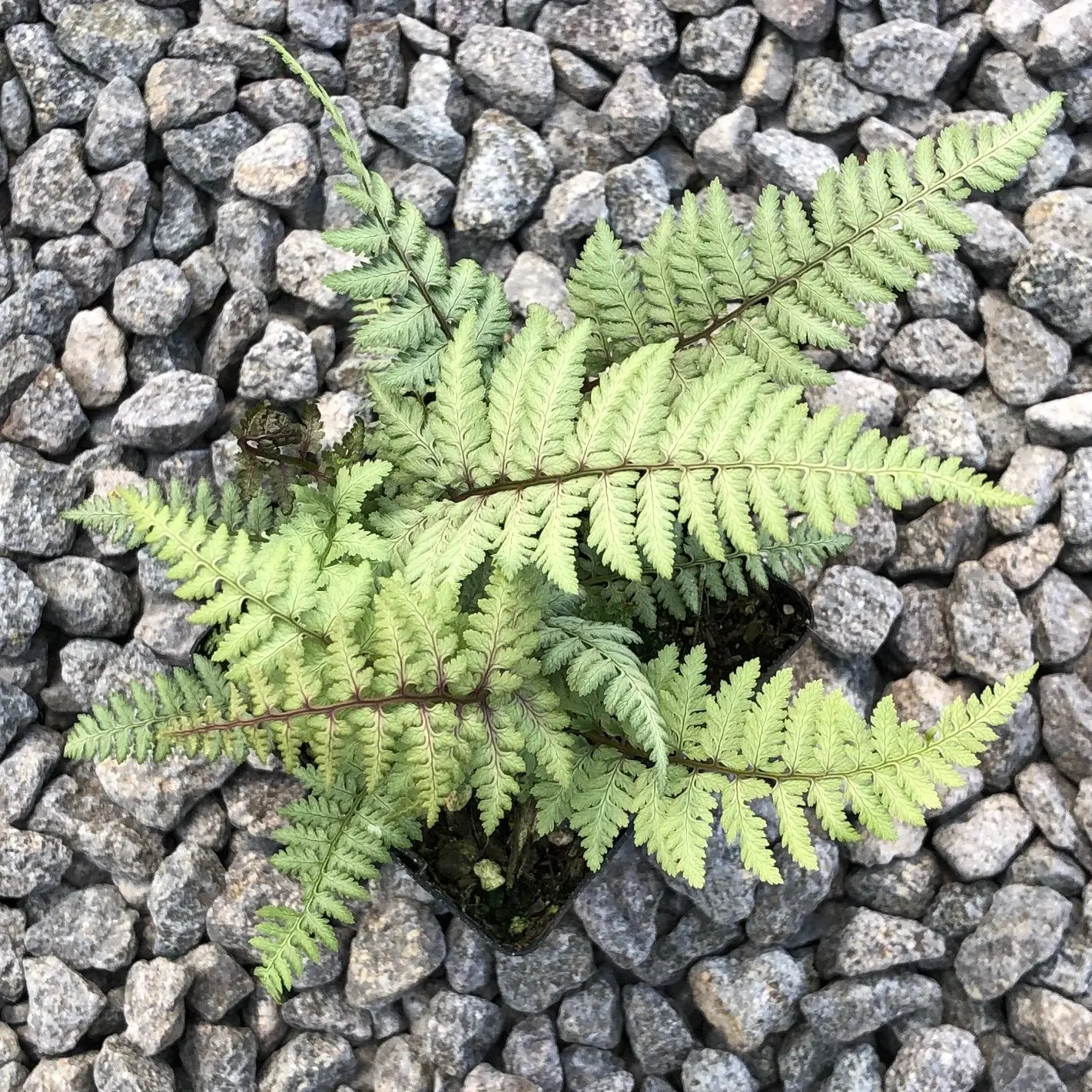 Athyrium Ghost