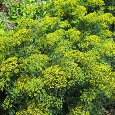 Anethum graveolens Fernleaf