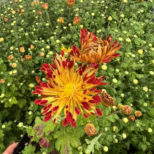 Chrysanthemum Matchsticks