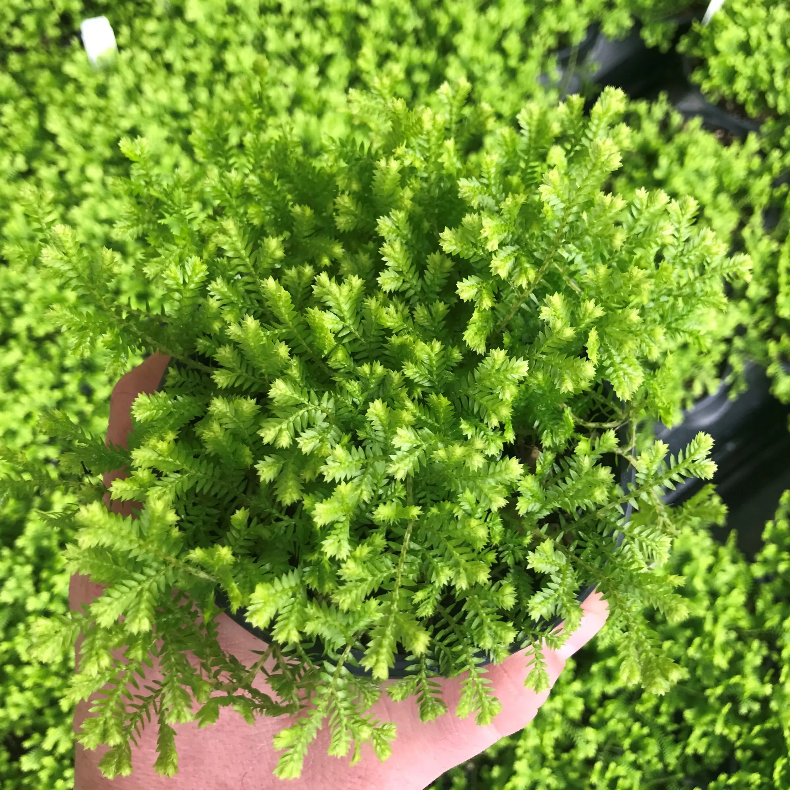 Selaginella braunii Gold Tips
